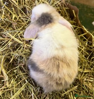 Mini Lop rabbits 2 FEMALE PUREBRED KITS *avail to reserve* - Advert 8