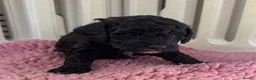 Cockapoo dogs for sale: F1b cockerpoos available to reserve  - Advert 11