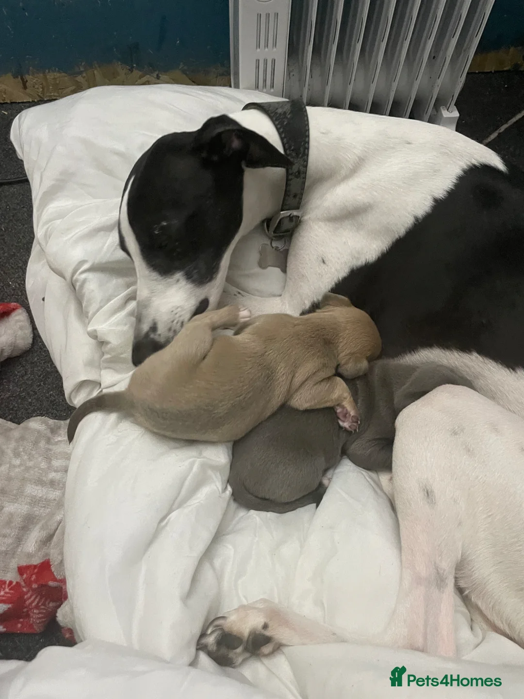 Mixed Breed dogs for sale: Stunning Whippet/Jack puppies  - Advert 29