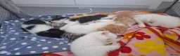 Mixed Breed cats for sale: Long haired kittens  - Advert 6