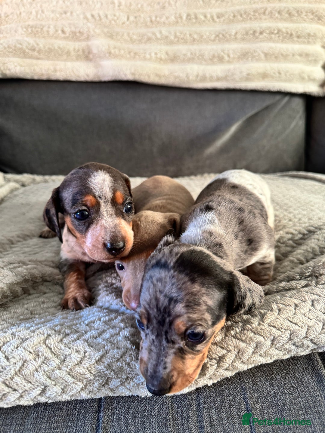 Miniature Dachshund dogs for sale: Miniature dachshund puppies - Image 14