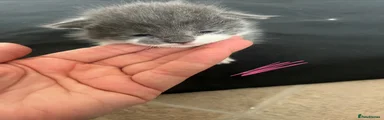  Kitten 4 pink