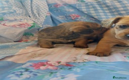 Mixed Breed dogs for sale: Dachsund pomeranian  - Image 2