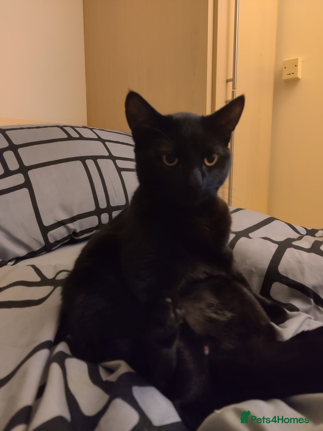 British Shorthair cats for sale: Cat for Free As Long As It's A Good Home! - Advert 8