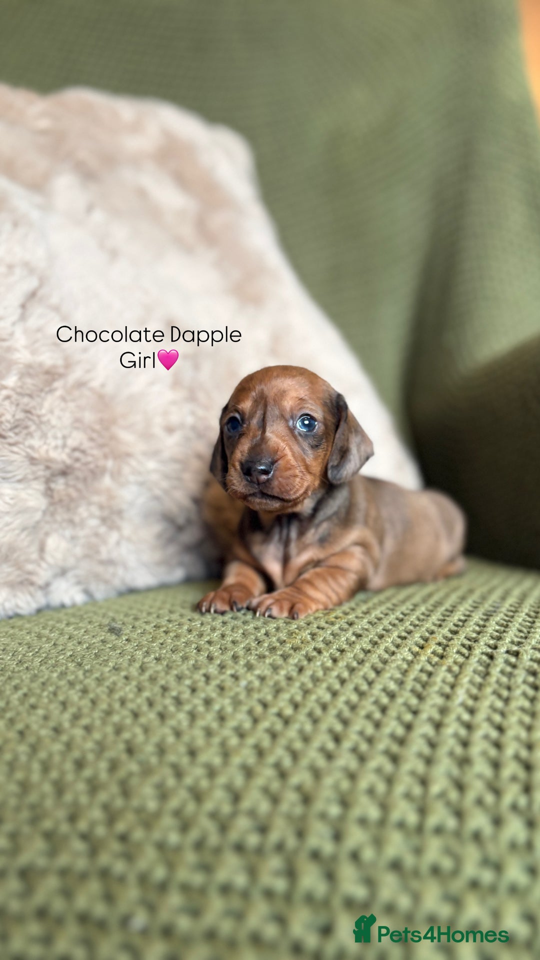 Miniature Dachshund dogs for sale: Smooth Haired Miniature Dachshunds - Advert 18