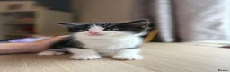 Persian cats for sale: Persian Dollface x BSH - Advert 4
