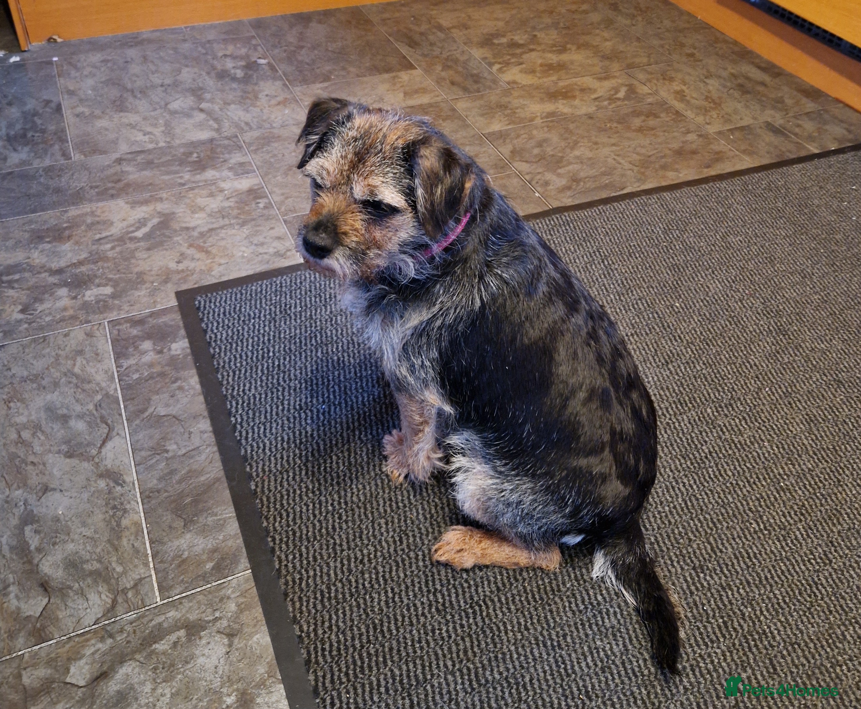 Border Terrier dogs Adult Border looking for loving family - Advert 6