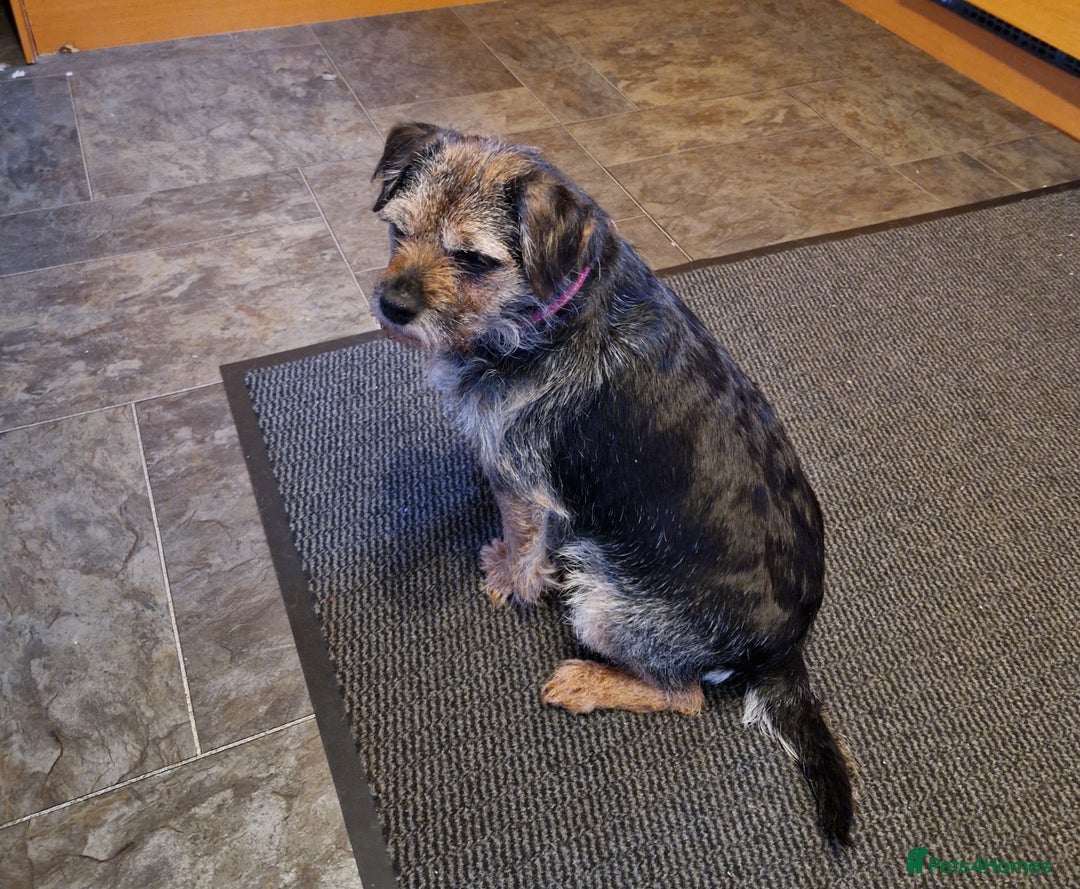 Border Terrier dogs for sale: Adult Border looking for loving family - Advert 1