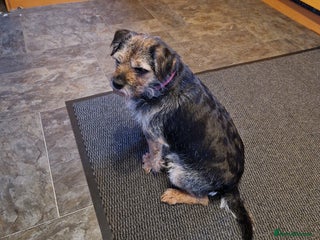 Border Terrier dogs Adult Border looking for loving family - Advert 6