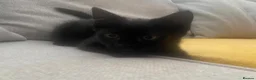 Mixed Breed cats for sale: Beautiful Black Kittens 🐾 - Advert 7