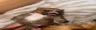 Mixed Breed 1