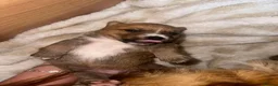 Mixed Breed dogs for sale: Stunning puppies for sale 😍 x in Leeds - Advert 9