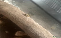 Frog reptiles for sale: Frog for sale  - Image 9