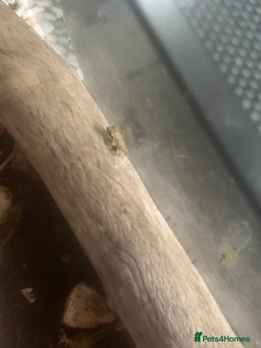 Frog reptiles for sale: Frog for sale  - Image 9