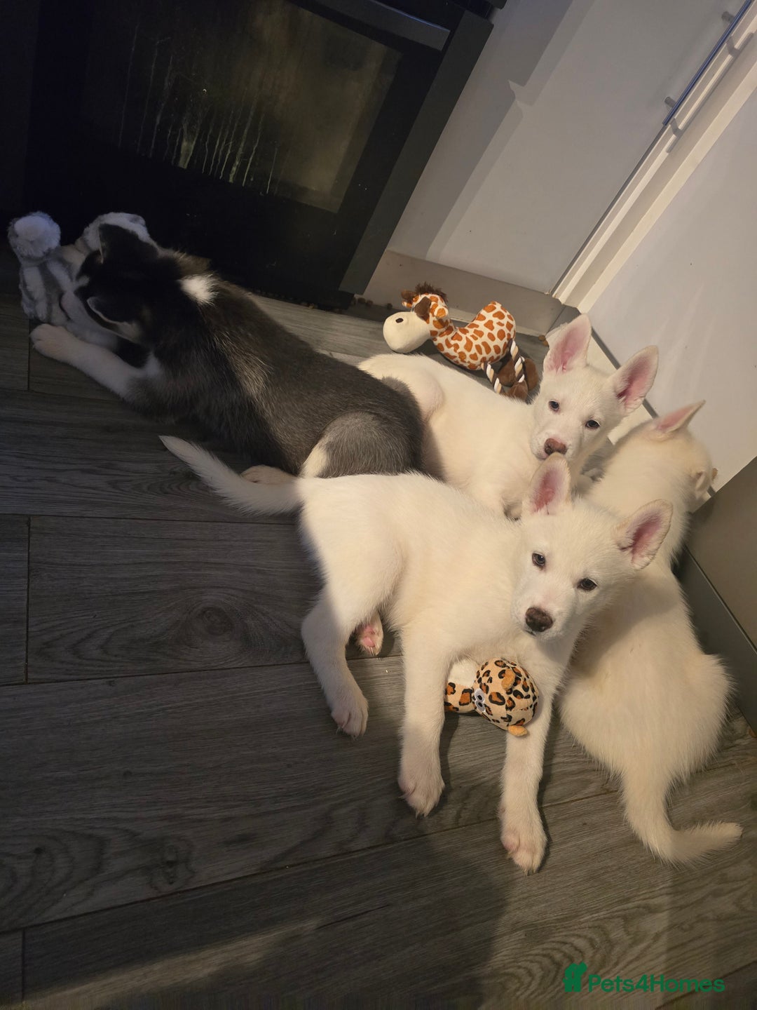 Siberian Husky dogs for sale: 2 White Siberian Huskys - Image 4