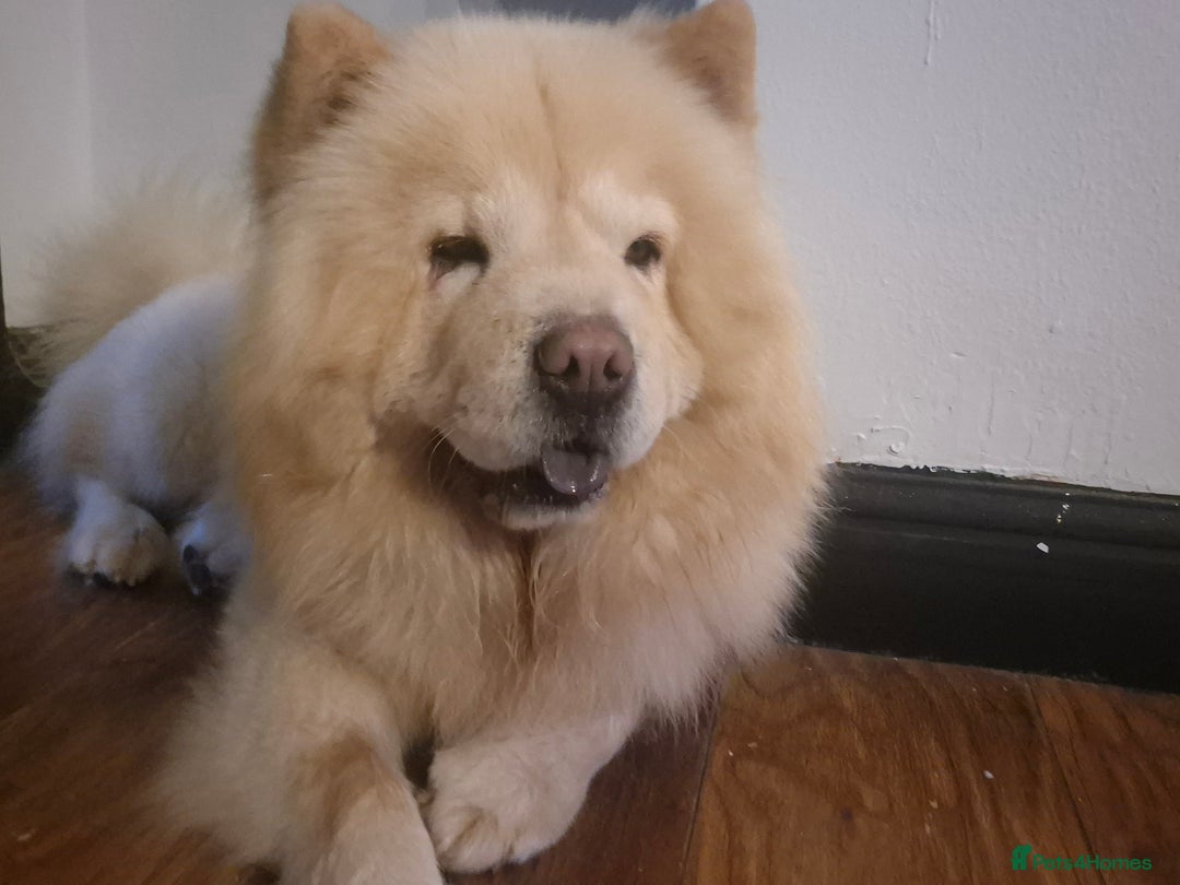 Chow Chow dogs for sale: Male chow chow - Image 2