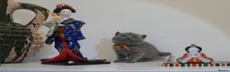 British Shorthair cats for sale: ✨ CIAOKITTY — BLUE BRITISH SHORTHAIR KITTENS ✨ in Widnes - Advert 15