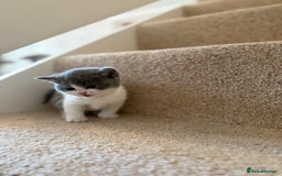 British Shorthair cats for sale: GCCF Bi-colour Blue and white BSH - Image 12