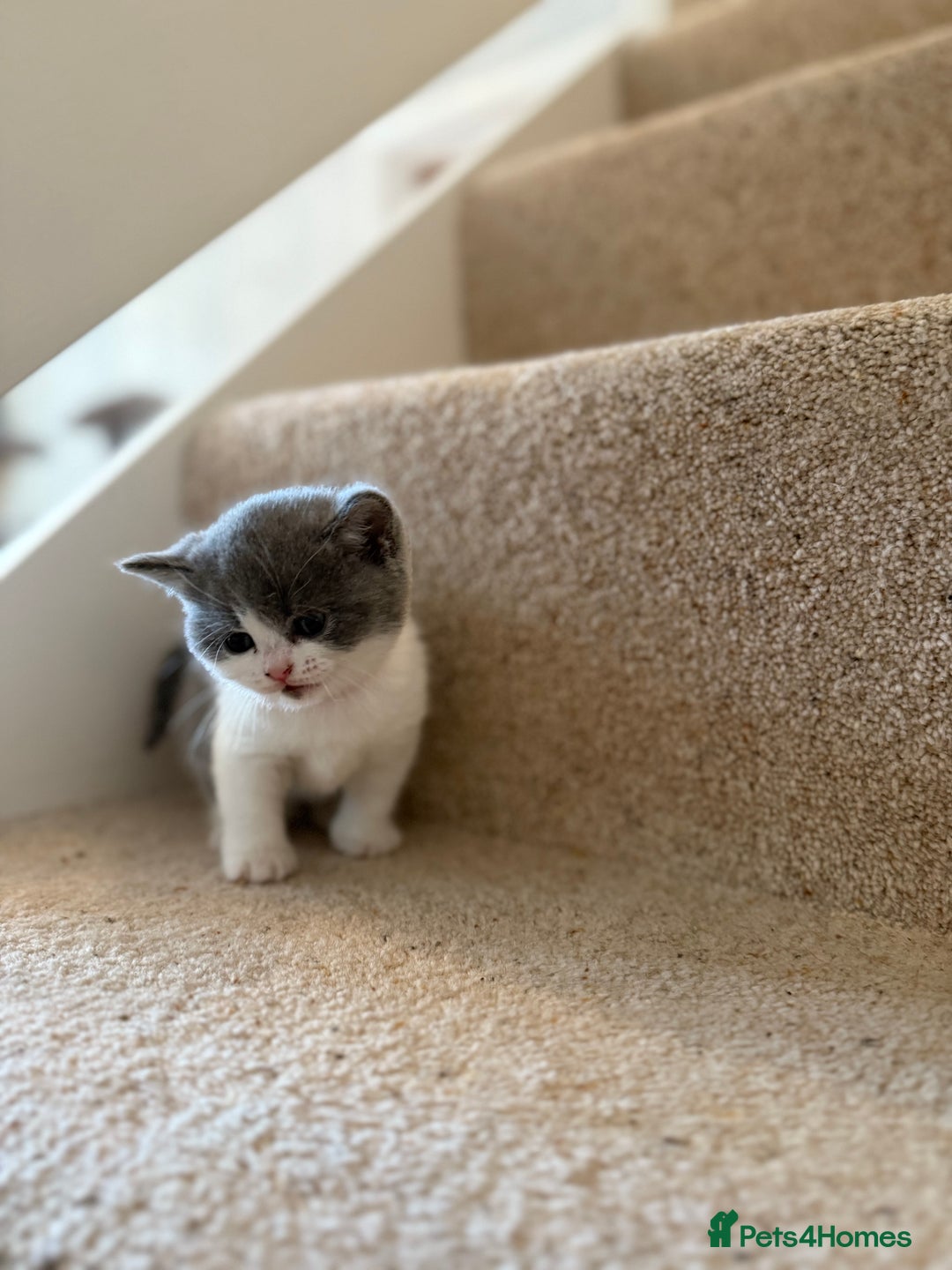British Shorthair cats for sale: GCCF Bi-colour Blue and white BSH - Image 12