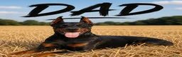 Dobermann dogs for sale: Waiting List Open | KC European Doberman Puppies in Hemel Hempstead - Advert 3