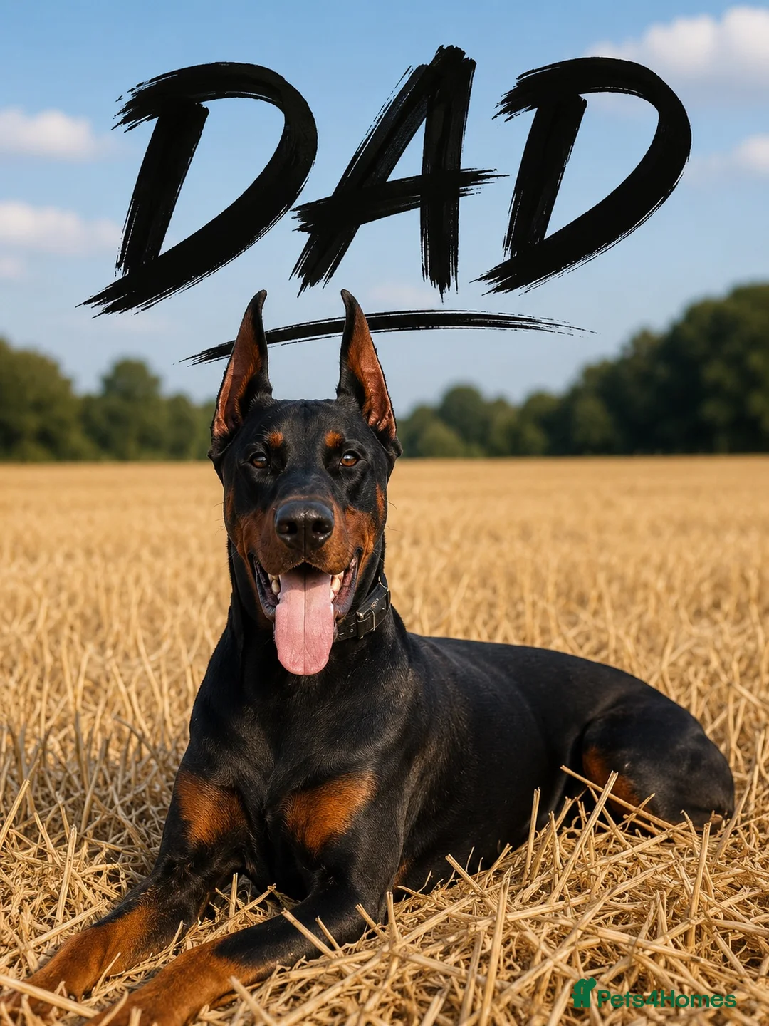 Dobermann dogs for sale: Waiting List Open | KC European Doberman Puppies in Hemel Hempstead - Advert 3