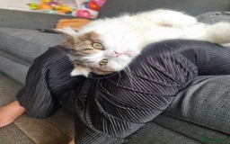 Scottish Fold cats for sale: Scottish Straight Boy Looking For Forever Home🏡❤️ - Image 5