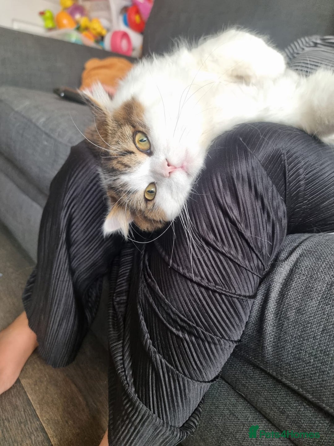 Scottish Fold cats for sale: Scottish Straight Boy Looking For Forever Home🏡❤️ - Image 5