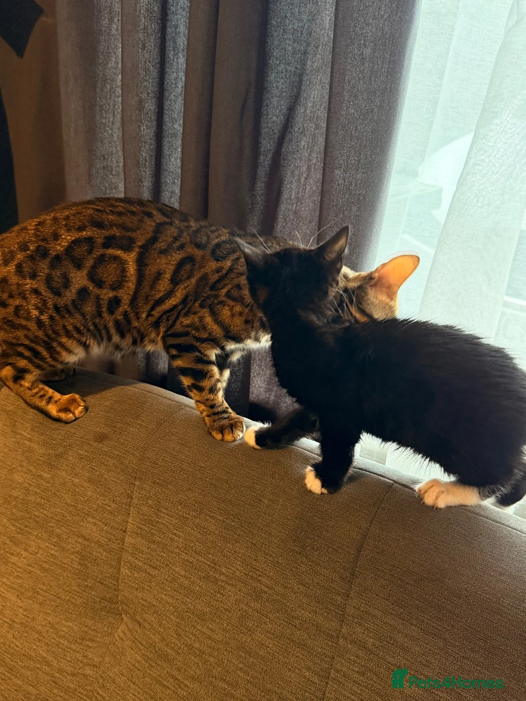 Mixed Breed cats for sale: kitten from a Bengal and a tuxedo cat in Exeter - Advert 2