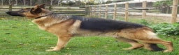 German Shepherd dogs for stud: ZION FULLY HEALTH TESTED STUD in Wisbech - Advert 2