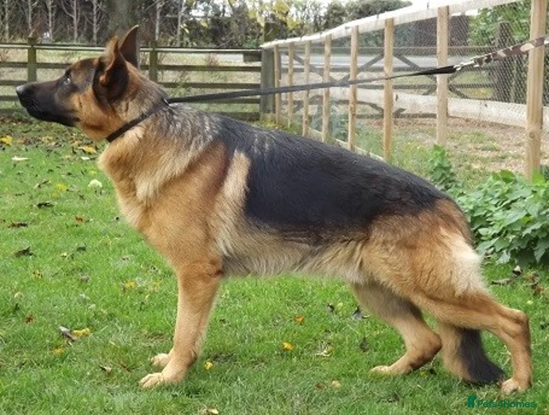 German Shepherd dogs for stud: ZION FULLY HEALTH TESTED STUD in Wisbech - Advert 2