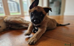 Belgian Shepherd Dog dogs for sale: Malinois Puppy for Sale - Pure, Healthy, KC Regist - Image 5