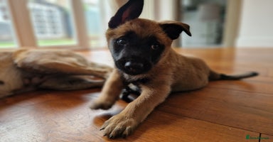 Belgian Shepherd Dog dogs - Advert 2