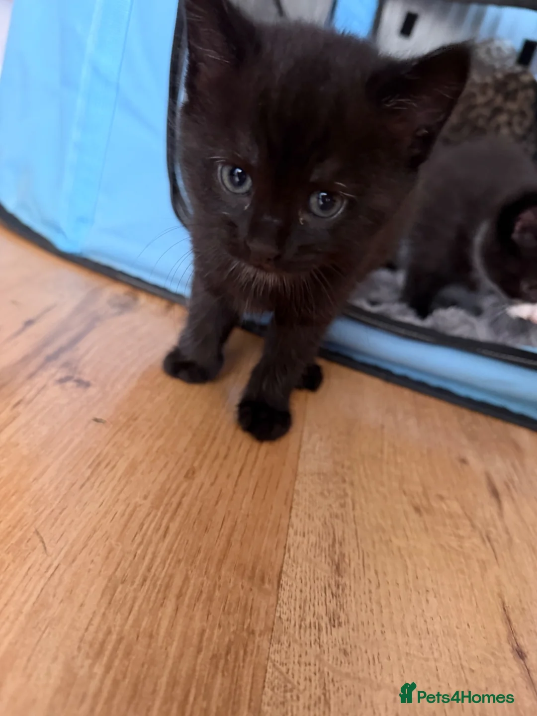 British Shorthair cats for sale: 1 boy 3 girls kittens  in Totnes - Advert 1