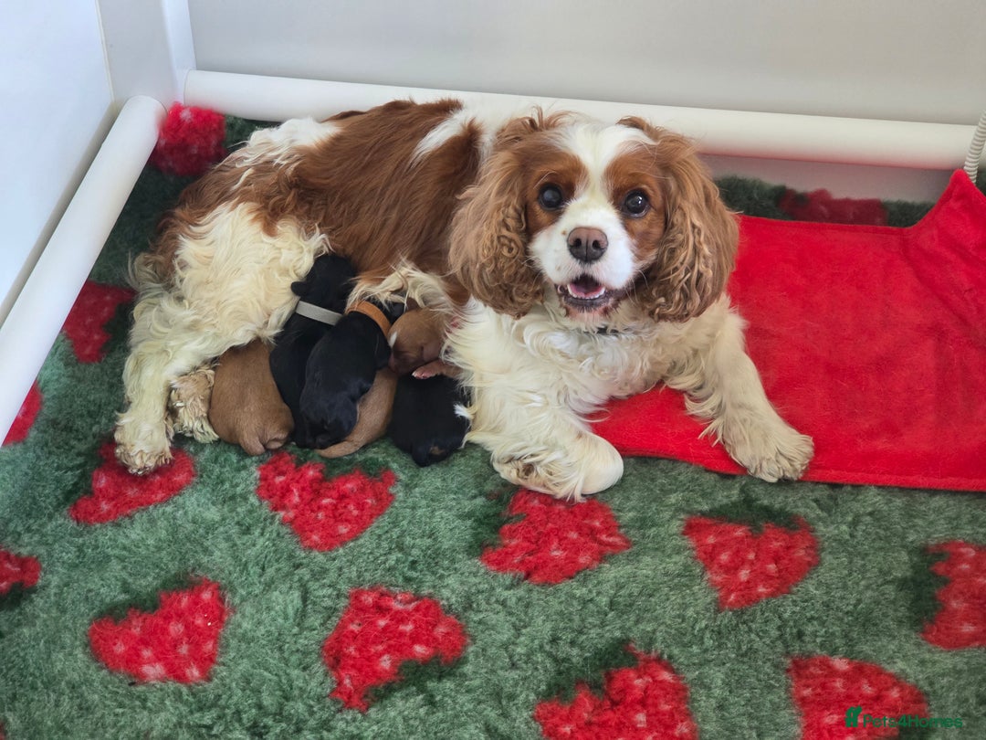 Cavalier King Charles Spaniel dogs for sale: ALL RESERVED in Shrewsbury - Image 11
