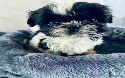 Shih Tzu dogs for sale: Shihtzu pups - Image 5