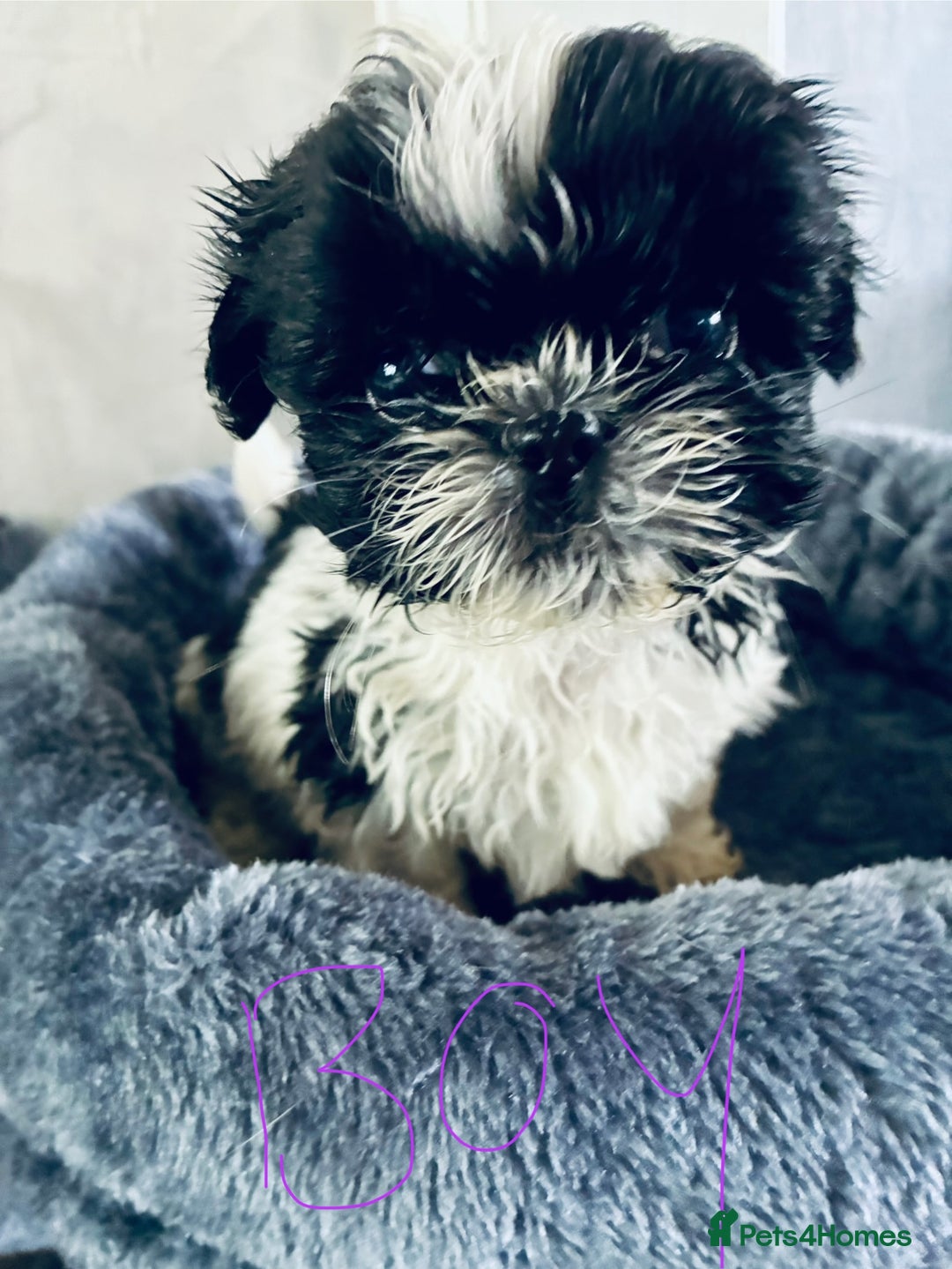 Shih Tzu dogs for sale: Shihtzu pups - Image 5