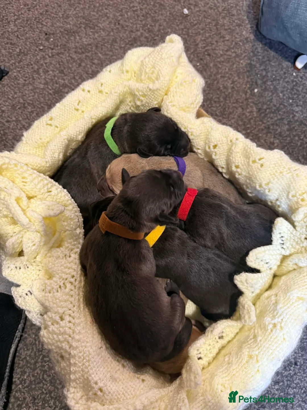 Mixed Breed dogs for sale: 8 adorable staff/lab mix pups!!! - Advert 5