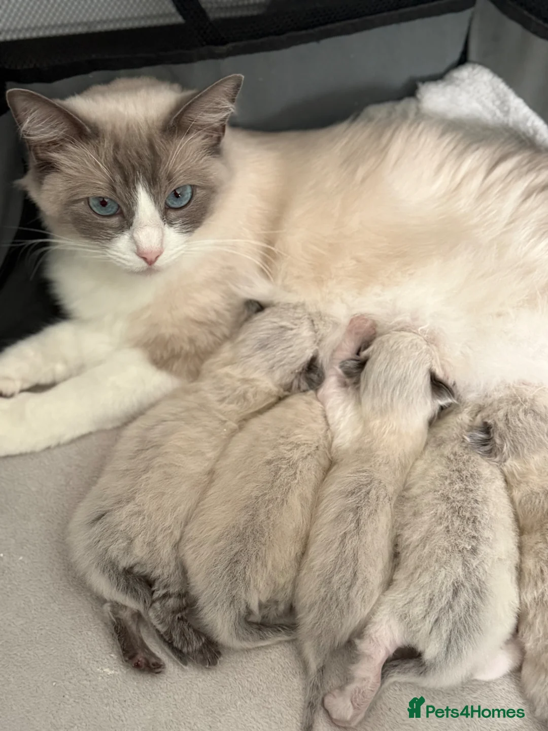 Ragdoll cats for sale: Ragdoll - Advert 1