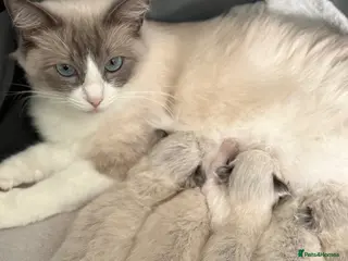 Ragdoll cats Ragdoll - Advert 3