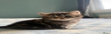 Mischief (Male)