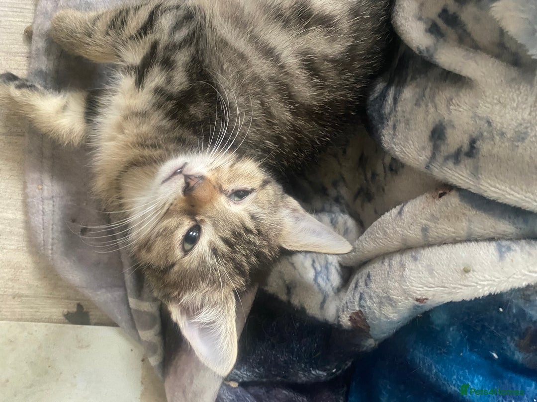 Mixed Breed cats for sale: 4 beautiful male kitten  - Image 5