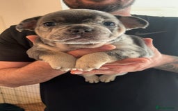 French Bulldog dogs for stud: Bugzy - French Bulldog  - Image 5