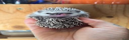 Pygmy Hedgehog rodents for sale: baby pygmy hedgehogs available LAST ONE  - Advert 3