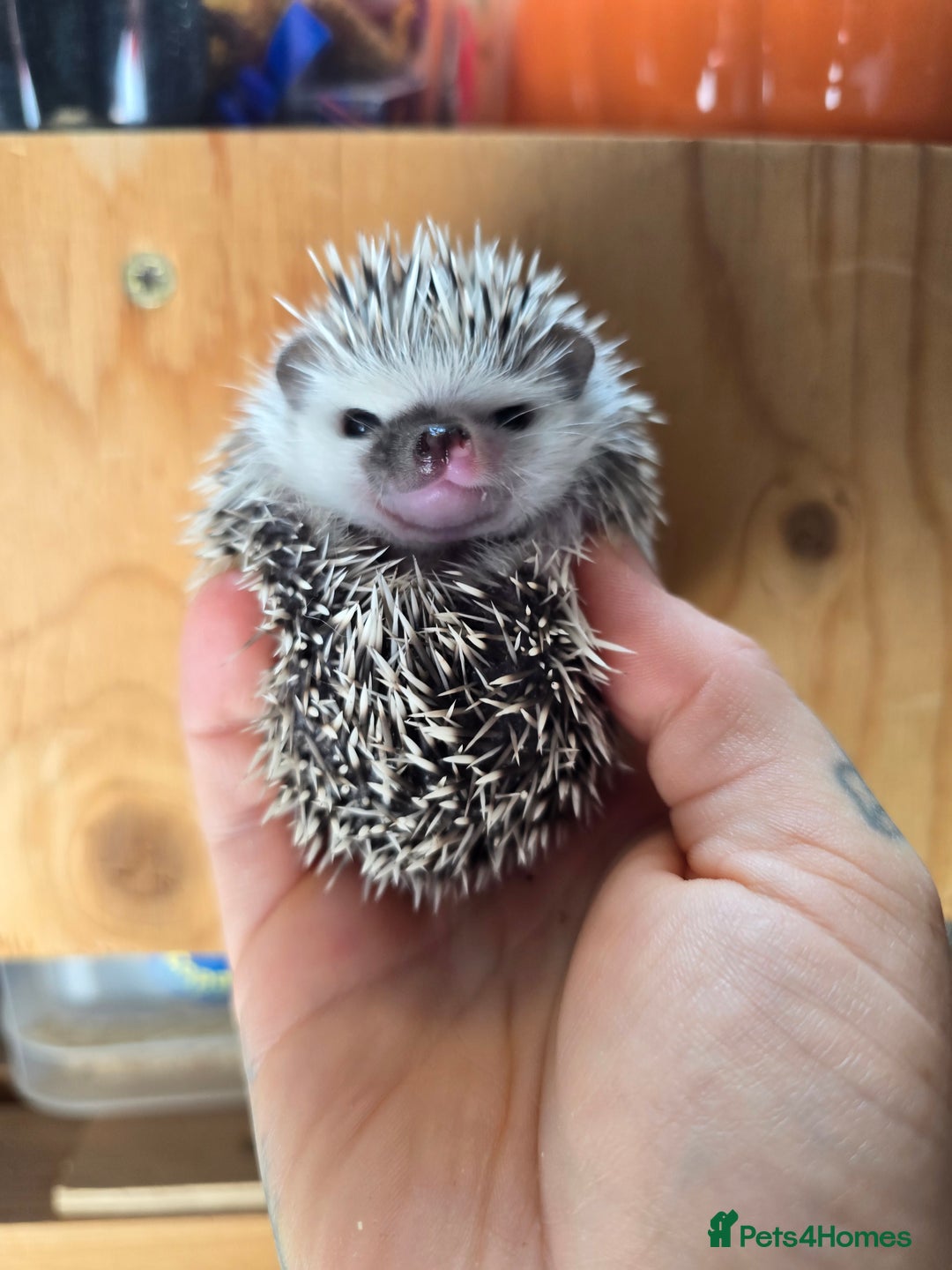 Pygmy Hedgehog rodents for sale: 2 Pedigree male baby pygmy hedgehogs available  - Image 2