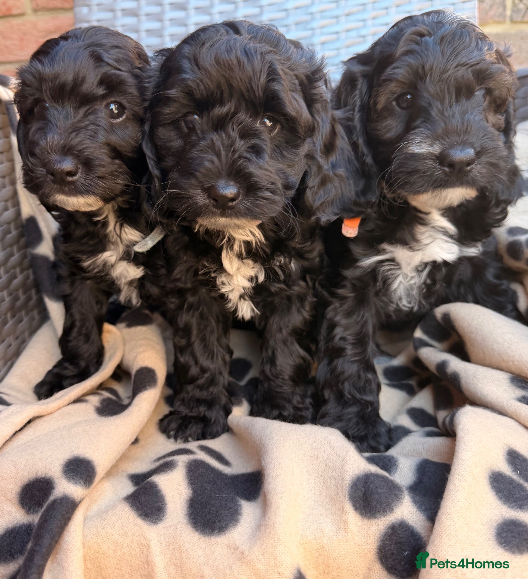 Cockapoo dogs Beautiful cockapoo puppies  - Advert 1