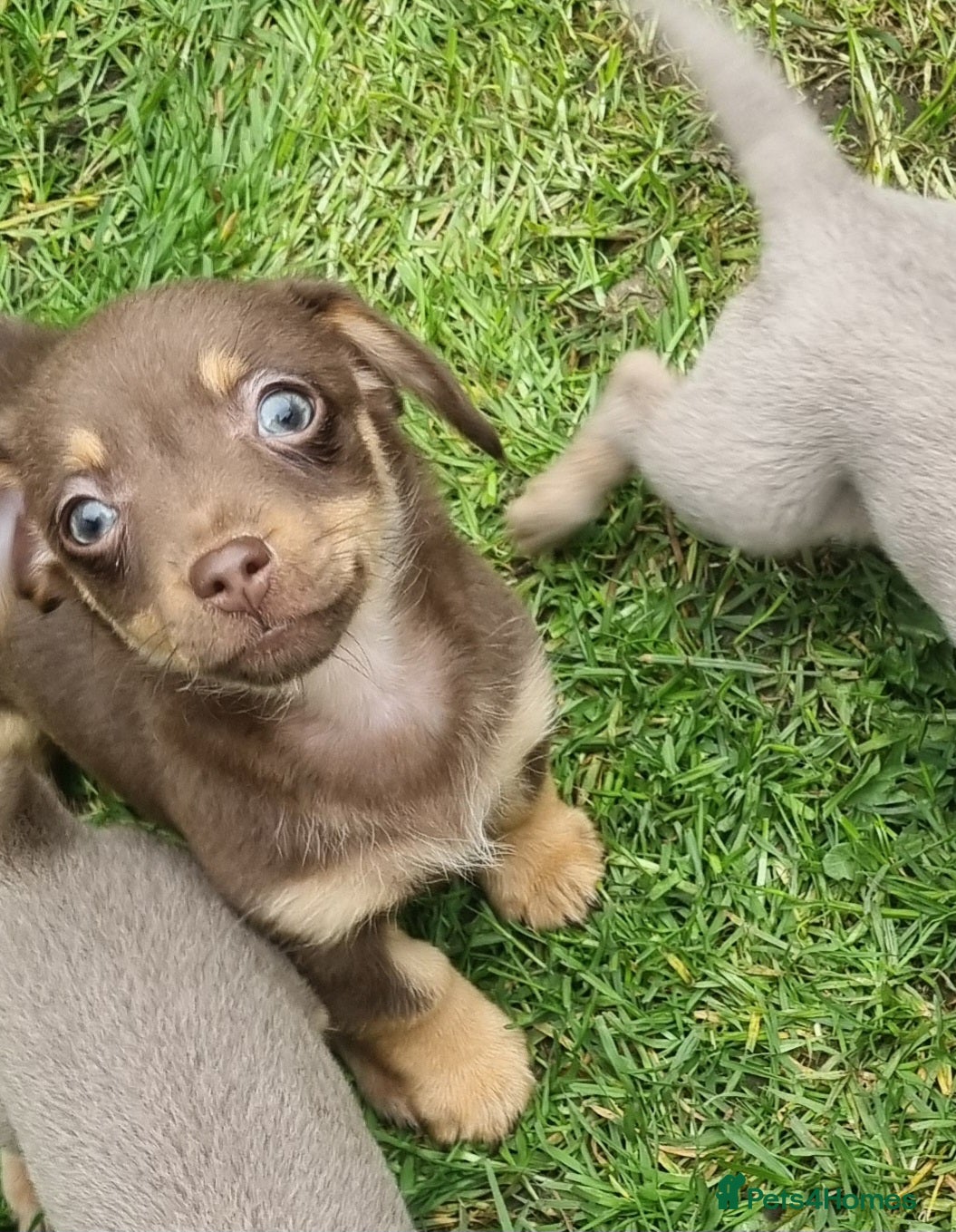 Mixed Breed dogs Dameranian Super Cute American x breed - Advert 8