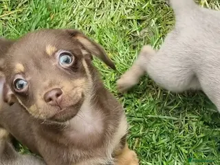 Mixed Breed dogs Dameranian Super Cute American x breed - Advert 8