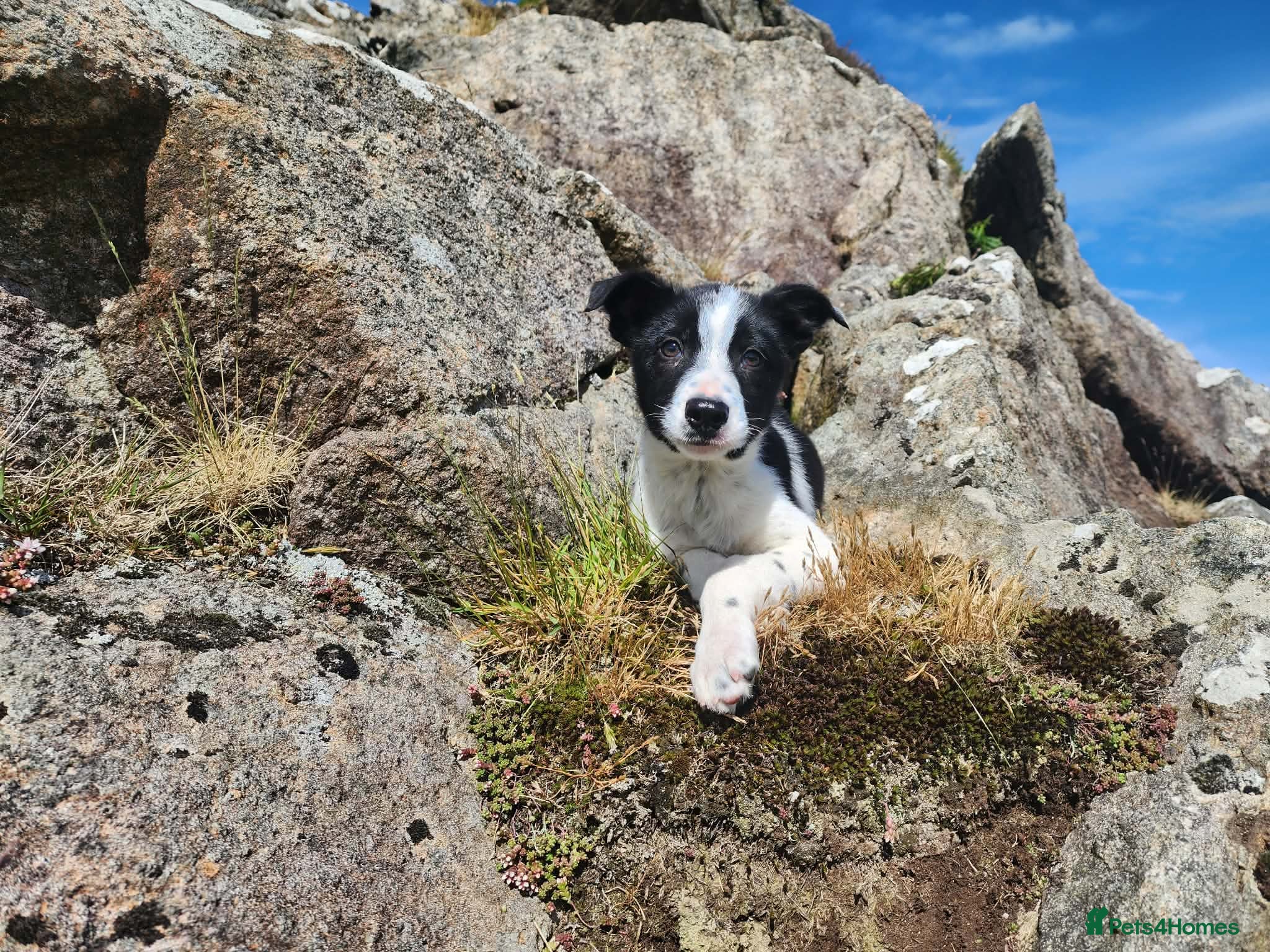 Border Collie dogs for sale: Gorgeous and Playful Border Collie Pup in Crymych - Advert 2