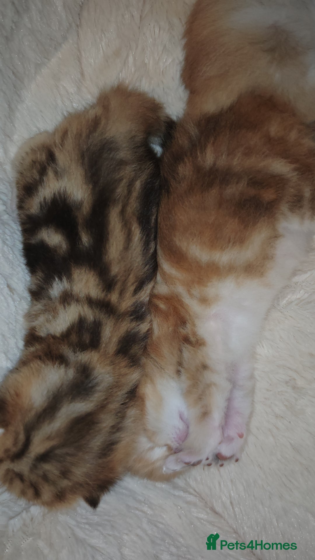 British Shorthair cats for sale: Stunning pedigree BSH Golden black Chinchilla  - Advert 10