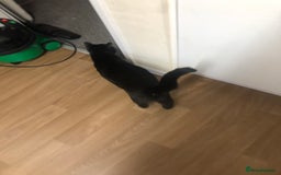 Mixed Breed cats for sale: Black male cat  - Image 3